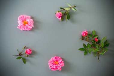 Gri arka planda yeşil yapraklı çiçek açan gül tomurcukları.