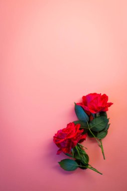 Kırmızı güllerin üst görüntüsü.