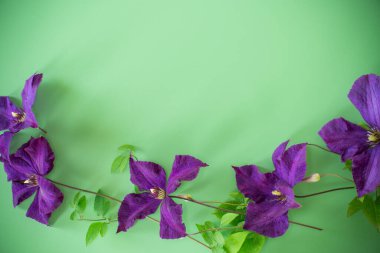 Tebrik arkaplanında çiçek açan klematitler yukarıdan izole edildi.