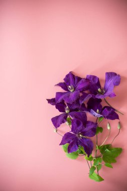 Clematis 'li bayram kartı ve pembe arka planda boş alan.