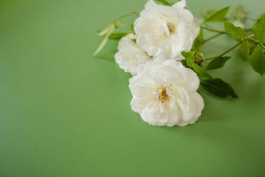 Yeşil arka planda taç yapraklı beyaz gül.