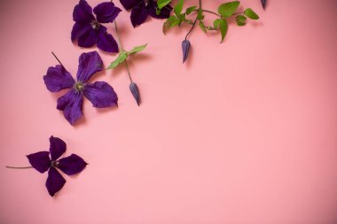 Pembe arka planda tomurcukları ve yaprakları olan kavisli klematis dalı.