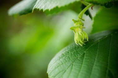 Taze fındık, yaz yeşil dalında yetişiyor..