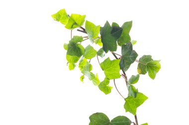 Dekoratif sarmaşık ve beyaz arkaplanda yapraklar.