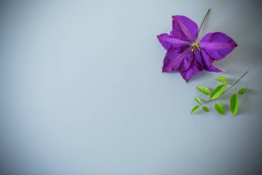 Yukarıdan tek mor klematis çiçeği ve gri arkaplan.