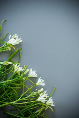 Gri arkaplandaki bahar karları.