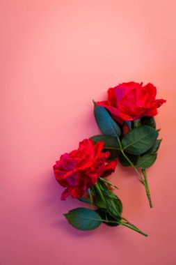 Pembe arka planda iki parlak kırmızı gül.