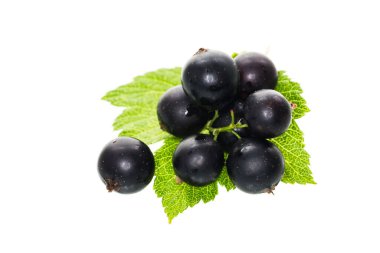 Beyaz arka planda izole edilmiş bir avuç büyük siyah frenk üzümü..