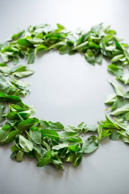 Soğuk tonlu arka planda yukarıdan bir demet nane..