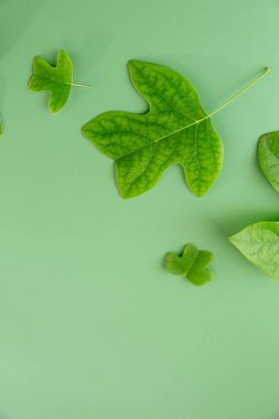 Boş arkaplanda yeşil yaprakların olduğu düz botanik yatağı.
