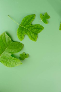 İlginç şekilli dekoratif yapraklar yeşil arka planda yatıyor.