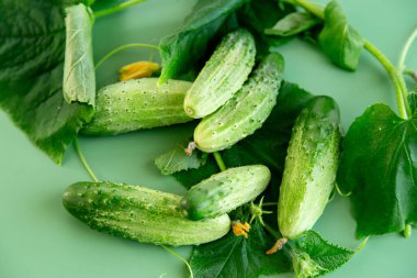 Mutfak reklamları için sebze kompozisyonu salatalık dalları ve çiçekler..