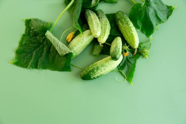 Gurme aksanı kıtır kıtır salatalık yaprağı ve parlak bir tomurcuk..