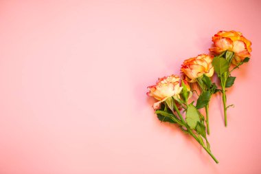 Pembe arka planda kırmızı renkli turuncu gül.