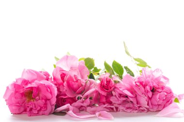 Beyaz arka planda bir hediye için güzel bir buket gül..