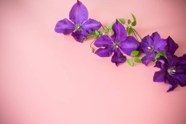 Pembe arka planda izole edilmiş mor klematis dalı. Tebrik etmek için boş alan..