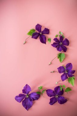 pembe arka planda mor klematis dalı.
