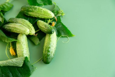 Gurme aksanı kıtır kıtır salatalık yaprağı ve parlak bir tomurcuk..