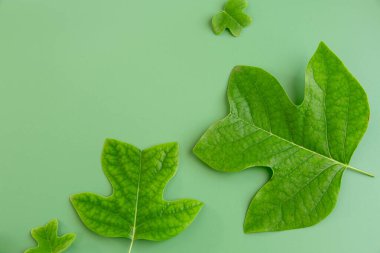 Parlak yeşil yapraklar yeşil yüzeyde kontrastlık yaratır.