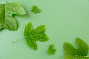 Tasarım için soyut düzende taze yaprak şekilleri.