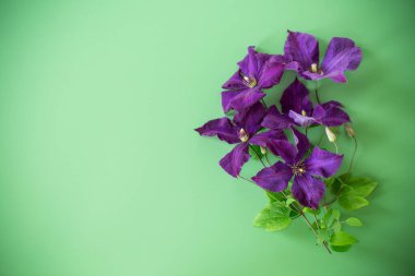 Düz arkaplanda yukarıdan narin mor klematis.