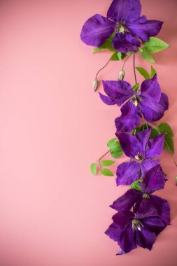 pembe arka planda mor klematis dalı.