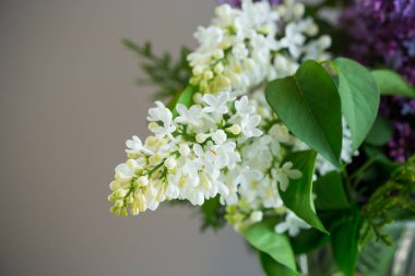 Düz arkaplanda bembeyaz ve leylak renkleri.