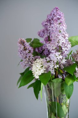 Gri arka planda güzel bir demet leylak..