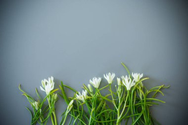 Gri arkaplanda doğal beyaz çiçekler.