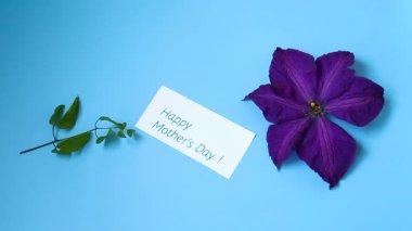 Nötr mavi arkaplanda klemati olan estetik bileşim.