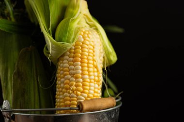 Siyah arka planda taze lifli kabuksuz mısır koçanı..