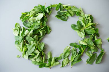 Gri yüzeyde doğal taze nane..