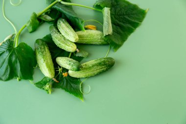 Yeşil bluzlu sağlıklı salatalıklar diyet menüsü için idealdir..