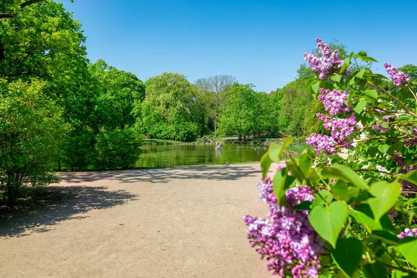 Лиловые Кусты Красинском Саду Варшаве — стоковое фото