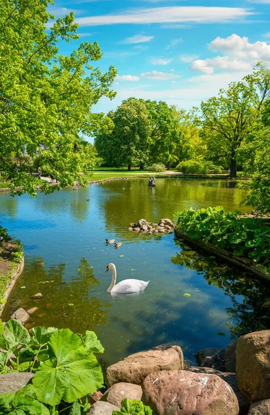 Утки Лебеди Плавают Озере Парке Красински — стоковое фото