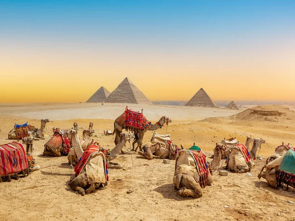 ピラミッドの近くの砂漠のラクダ — ストック写真
