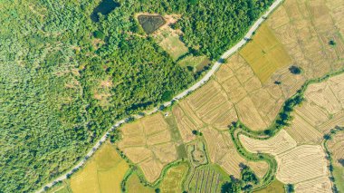 Hasat mevsiminde, güzel bir çeltik tarlasının üzerinde. Yukarıdan çekilmiş güzel tarım ekili tarlalar. Tayland, Ratchaburi