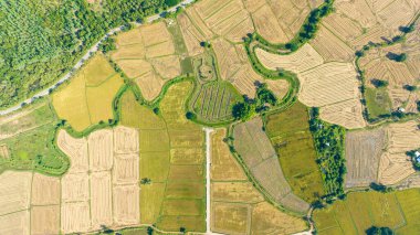Hasat mevsiminde, güzel bir çeltik tarlasının üzerinde. Yukarıdan çekilmiş güzel tarım ekili tarlalar. Tayland, Ratchaburi