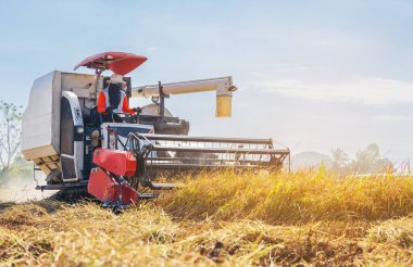 Çiftçiler Tayland 'ın Ratchaburi kentindeki bir çiftlikte pirinç hasat mevsiminde hasat arabası kullanıyorlar..