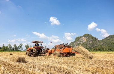 Tayland, Ratchaburi 'de bir çiftlikte çiftçiler pirinç pipetini sıkıştırmak ve paketlemek için tarım makinesi kullanıyorlar..