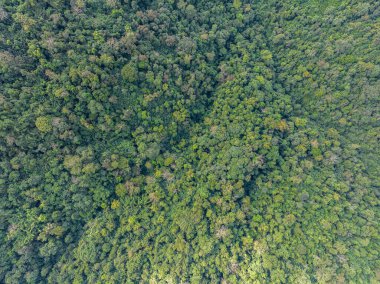 Gökyüzü perspektifi: Kauçuk ağacı, kauçuk ağaç ve yaprak fidanı.