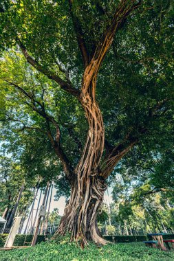 Büyük bir ağaç, birbirine dolanmış havadan kökleri (fius benjamina) olan büyük bir banyan ağacı. Bangkok, Thailan 'da bir parkta büyük banyan ağacı