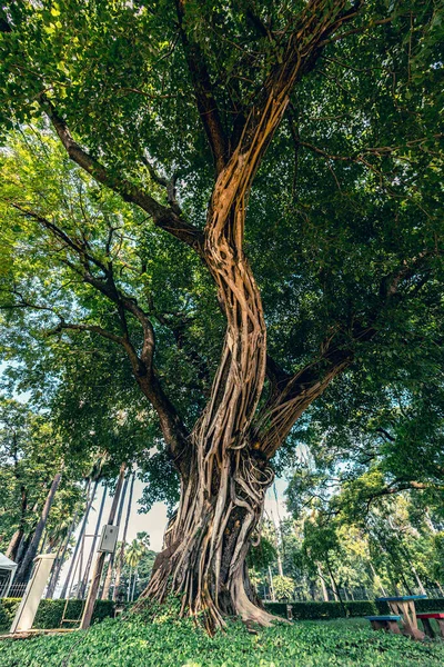 Huge tree, a big banyan tree with intertwined aerial roots (ficus benjamina). Big banyan tree in a park in Bangkok, Thailan