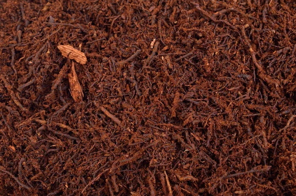 Heep Fern Root Compost Substrate — 스톡 사진
