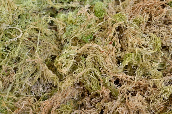 乾燥したPhagnumまたはSphagnum Moss また袋の苔とクアッカーの苔 — ストック写真