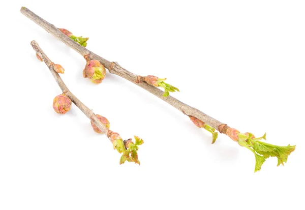 Affected Currant Buds Cecidophyopsis Ribis Isolated White Background — Stock Photo, Image