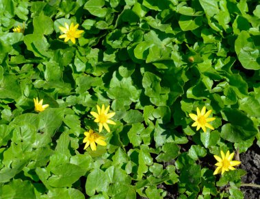 Caltha Palustris, Marsh-Marigold ve Kingcup olarak bilinir.