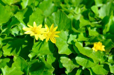 Caltha Palustris, Marsh-Marigold ve Kingcup olarak bilinir.