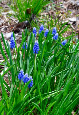 Muscari ya da çiçekli üzüm sümbülü..