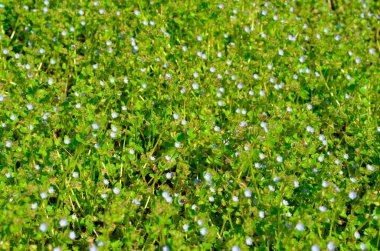 Veronica Agrestis, yaygın olarak Green Field Speedwell olarak bilinir.